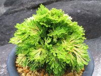 麒麟冠　（5号プラ）