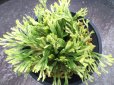 画像3: 鶴之舞　（4.5号プラ） (3)