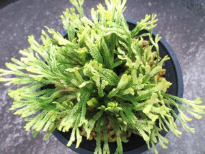 画像3: 鶴之舞　（4.5号プラ）