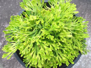 画像3: 金鷲　（4.5号プラ）
