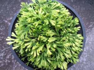画像3: 白古金　（4.5号プラ）