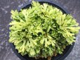 画像3: 三恵ノ華　（4号プラ） (3)