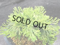 金鷲　（4.5号プラ）