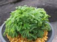 画像1: 暁獅子　（4.5号プラ） (1)