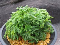 暁獅子　（4.5号プラ）