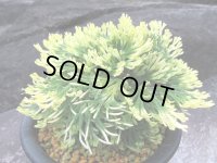 唐牡丹　（5号プラ）