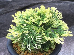 画像1: 唐牡丹　（5号プラ）