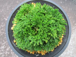 画像3: 紫玉　（4.5号プラ）