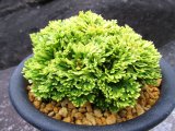華牡丹　（5号プラ）