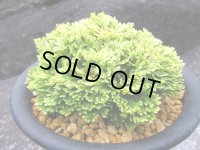 華牡丹　（5号プラ）