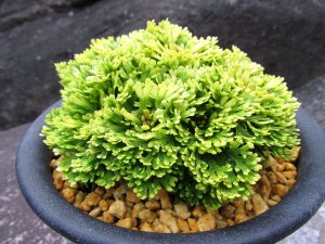 画像1: 華牡丹　（5号プラ）