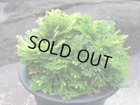 彩ノ王　（5号プラ）