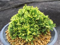 鳳明殿　（4.5号プラ）
