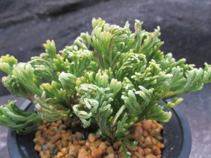 画像1: 峰乃光　（4号プラ）