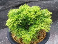 黄華　（5号プラ）