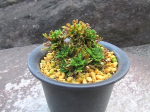 画像1: イワヒバ珍稀種【墨獅子】（3号プラ鉢）