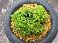 画像4: イワヒバ珍稀種【勾玉】（3.5号京楽鉢） (4)