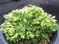 白古金　（4.5号プラ）