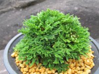 紫玉　（4.5号プラ）