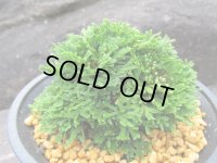 紫玉　（4.5号プラ）