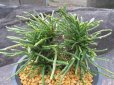 画像1: 龍尾ノ斑　（4.5号プラ） (1)