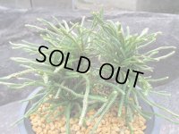 龍尾ノ斑　（4.5号プラ）