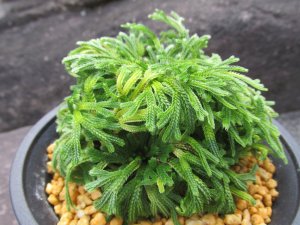 画像2: 暁獅子　（4.5号プラ）