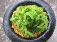 画像3: イワヒバ珍稀種【大梵天】（3号プラ鉢） (3)