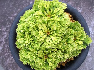 画像3: 華牡丹　（5号プラ）