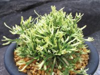 龍王獅子　（5号プラ）