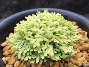 画像1: イワヒバ珍稀種【光鳳ノ華】（3.5号プラ鉢）