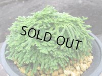 旭翠冠　（4.5号プラ）