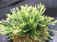 画像2: 鶴之舞　（4.5号プラ） (2)