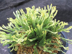 画像2: 鶴之舞　（4.5号プラ）
