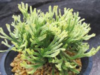 鶴之舞　（4.5号プラ）
