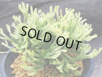 鶴之舞　（4.5号プラ）