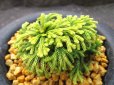 画像2: イワヒバ珍稀種【墨絵黄冠】（3.5号京楽蜂） (2)