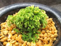 イワヒバ珍稀種【古金獅子（姫古金）】（3.5号京楽鉢）