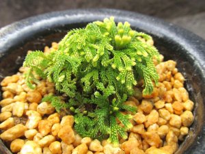 画像1: イワヒバ珍稀種【古金獅子（姫古金）】（3.5号京楽鉢）