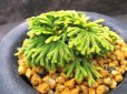 画像1: イワヒバ珍稀種【墨絵黄冠】（3.5号京楽蜂） (1)