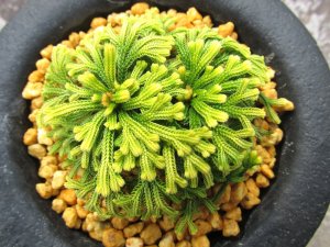 画像3: イワヒバ珍稀種【墨絵黄冠】（3.5号京楽蜂）