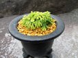 画像4: イワヒバ珍稀種【墨絵黄冠】（3.5号京楽蜂） (4)