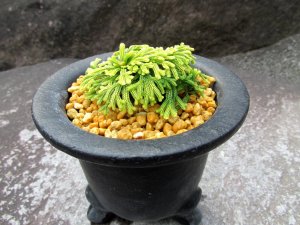画像4: イワヒバ珍稀種【墨絵黄冠】（3.5号京楽蜂）