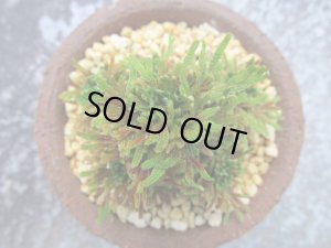 画像4: イワヒバ珍稀種【墨獅子】（3.3号信楽鉢）