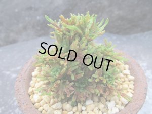 画像3: イワヒバ珍稀種【墨獅子】（3.3号信楽鉢）