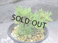 イワヒバ珍稀種【墨染錦】（3号プラ鉢）