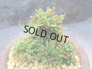 画像2: イワヒバ珍稀種【墨獅子】（3.3号信楽鉢）