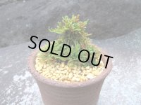 イワヒバ珍稀種【墨獅子】（3.3号信楽鉢）