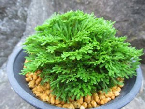 画像2: 玉獅子　（4.5号プラ）