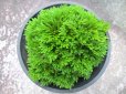 画像3: 玉獅子　（4.5号プラ） (3)